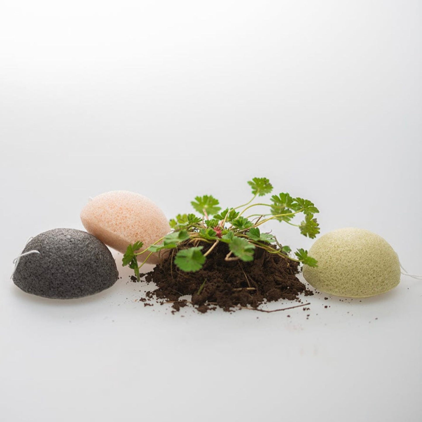 Three oval-shaped natural stone bath sponges in dark gray, pale pink, and light green, arranged around a small mound of dark soil with a green leafy plant in the center, on a clean white background.