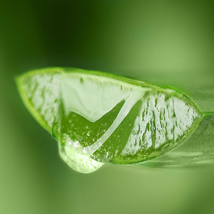 Natural and organic green aloe vera