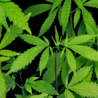 photograph of organic hemp