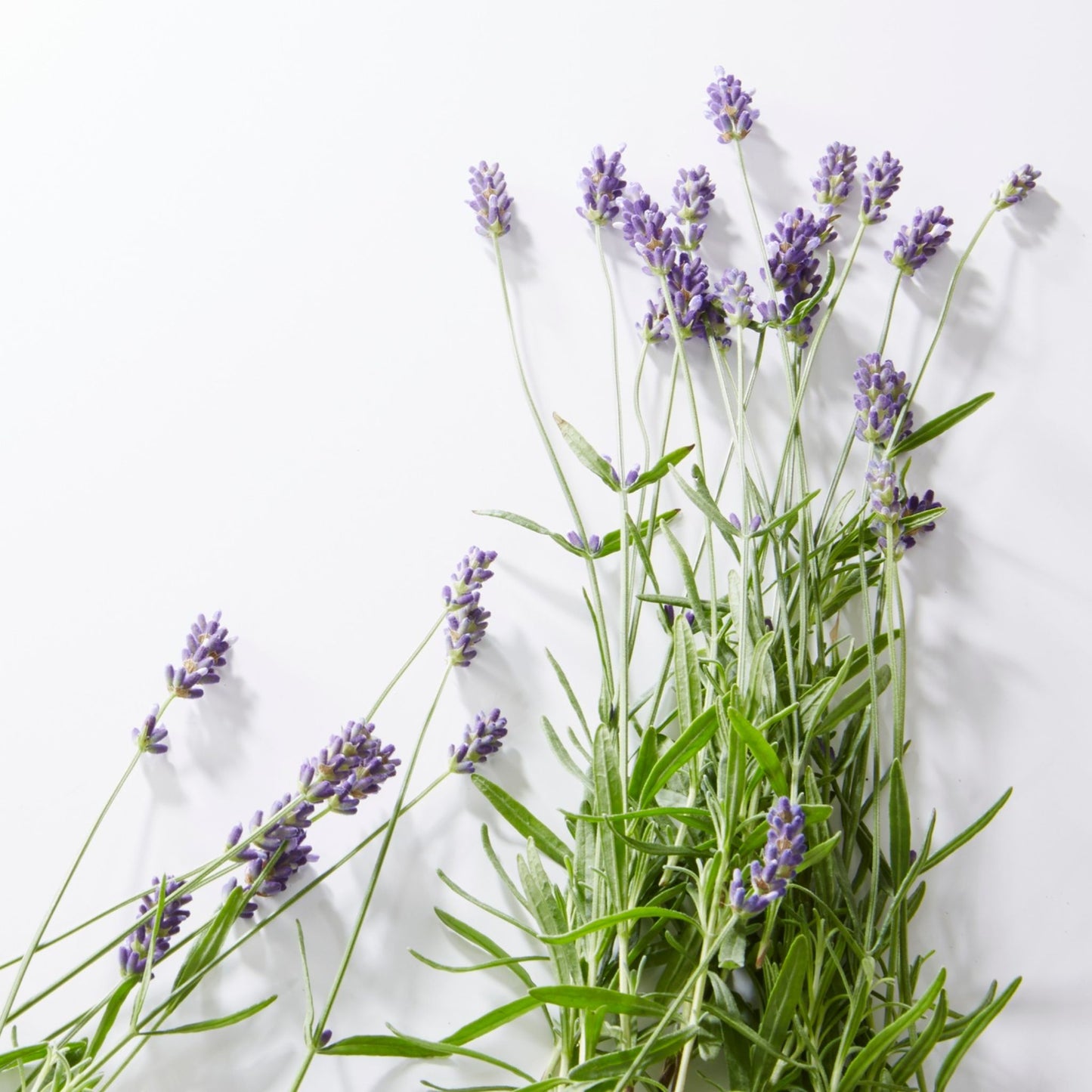 Lavender flowers on a white background