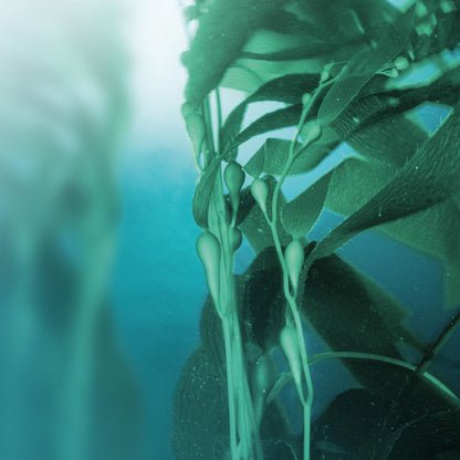 Underwater photograph of green kelp with long ribbon-like fronds and bulbous siphons swaying in blue ocean water.
